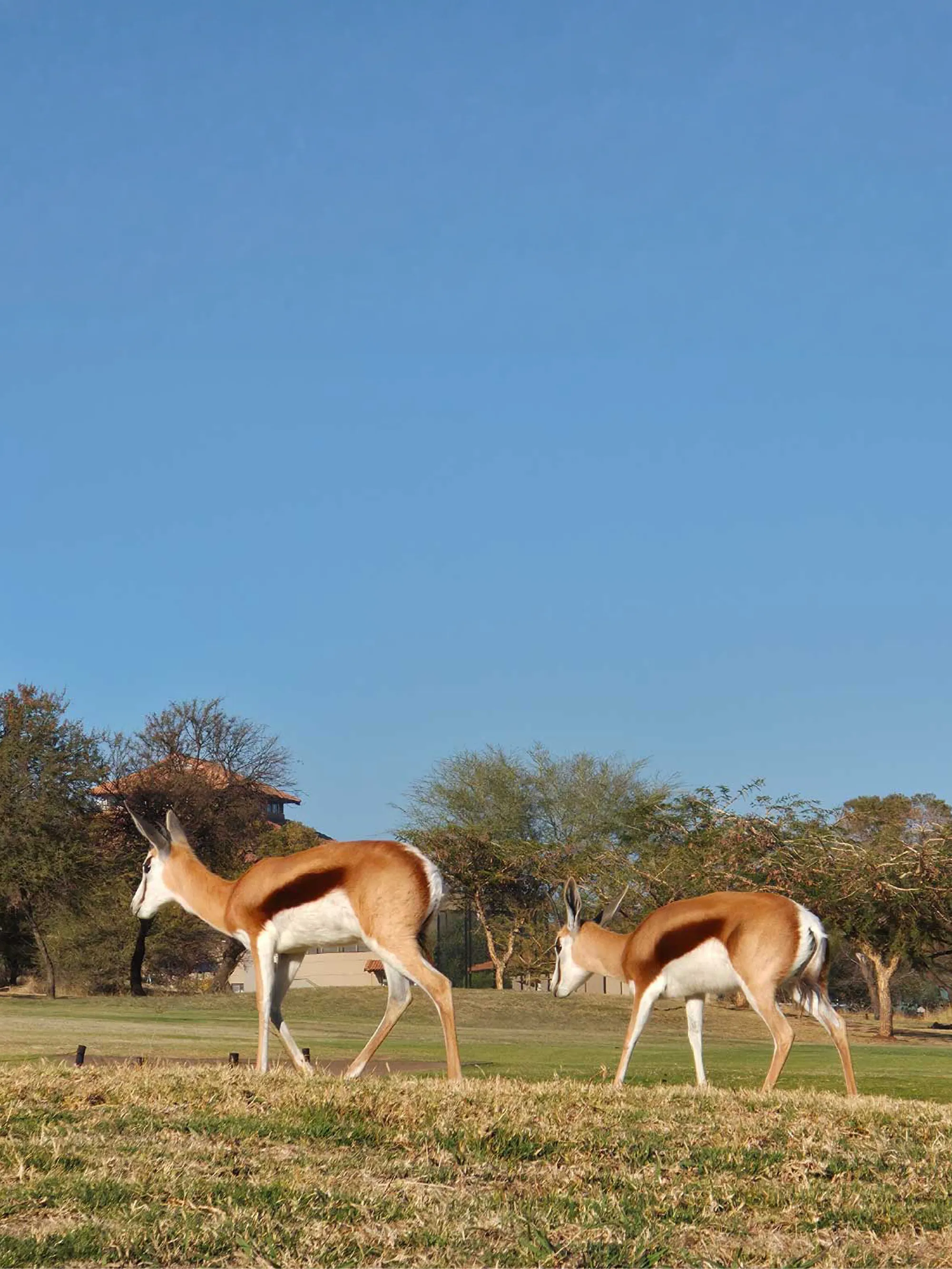 Springbok on the fairway